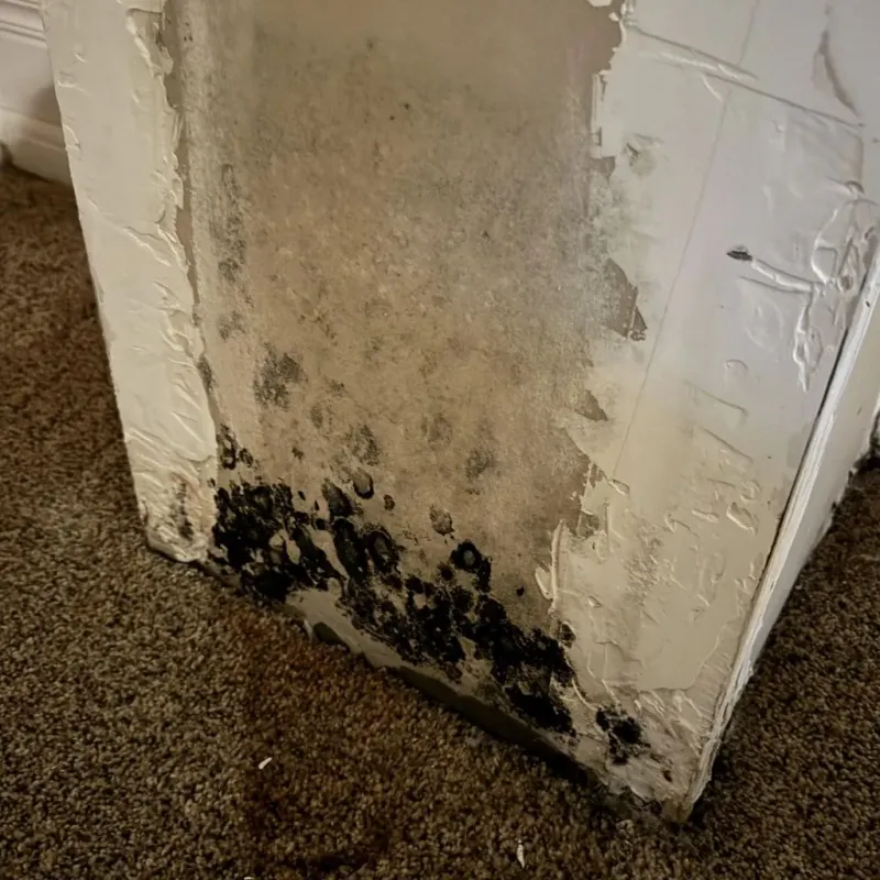 Professional Mold Removal in Three Lakes, FL